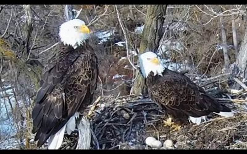 DNR MN Eagle Cam: A Fascinating Peek into the Lives of Bald Eagles