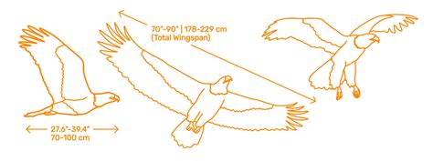 Bald Eagle Dimensions
