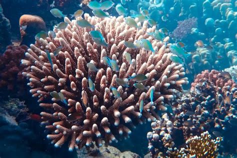 Bali Animal Conservation