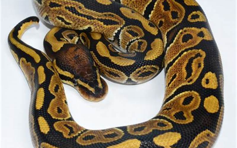 Ball Python Het Pied Appearance