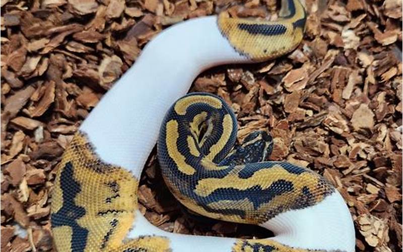 Ball Python Het Pied Genetics