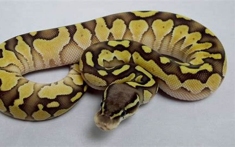 Ball Python Lesser Pastel Colors