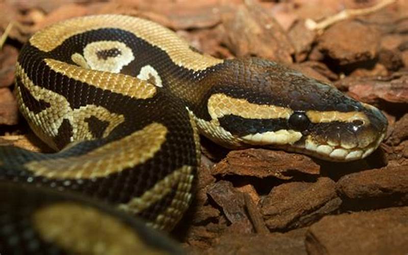 Lesser Pastel Ball Python: A Comprehensive Guide