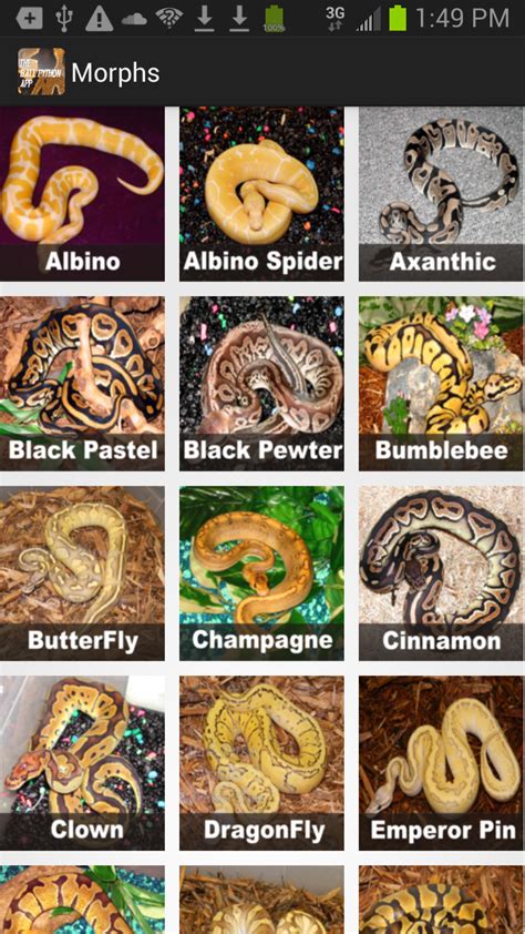 Ball Python Morph Calculator