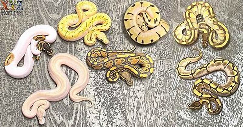 Ball Python Pattern