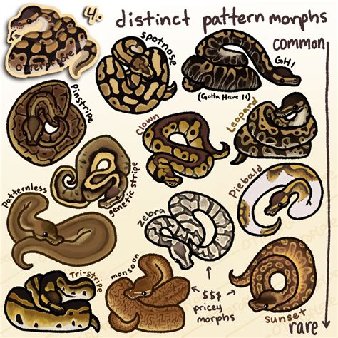 Ball Python Patterns