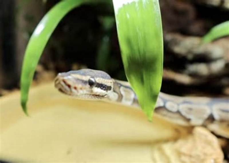 Ball Python Temp And Humidity Chart