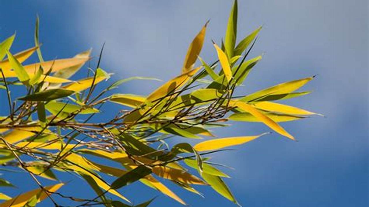Bamboo Plant Turning Yellow: A Guide to Causes and Solutions