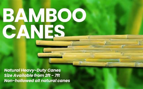 Bamboo Canes