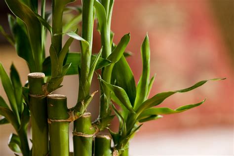 Bamboo Food Plant