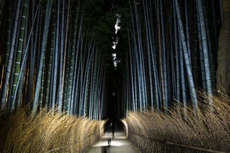 Bamboo Forest at Night