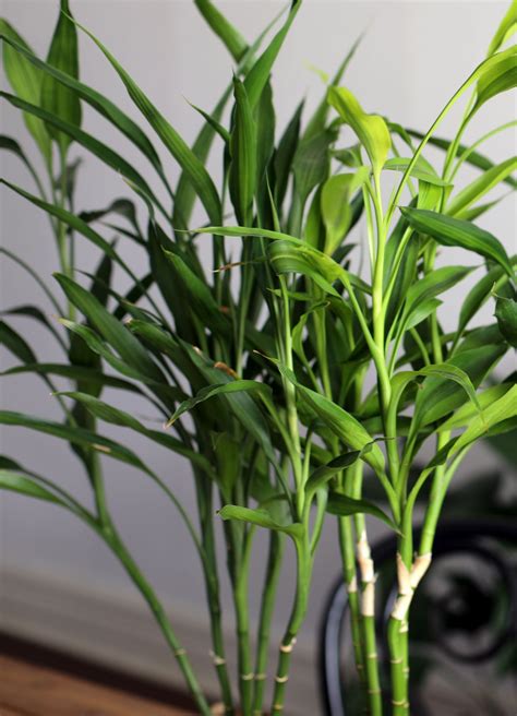 Bamboo House Plant