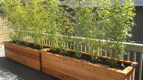 Bamboo In Planter Box