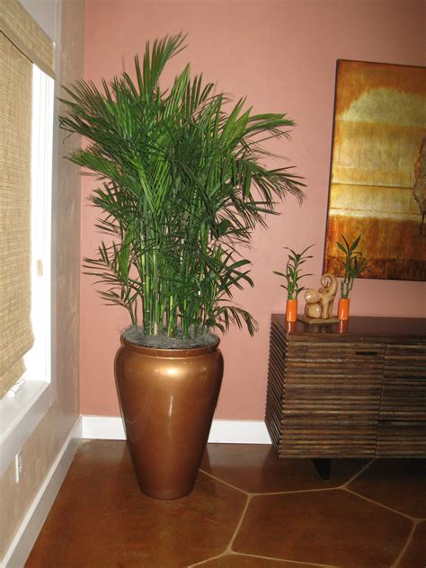 Chamaedorea erumpens, Bamboo palm for residential client. Bamboo palm