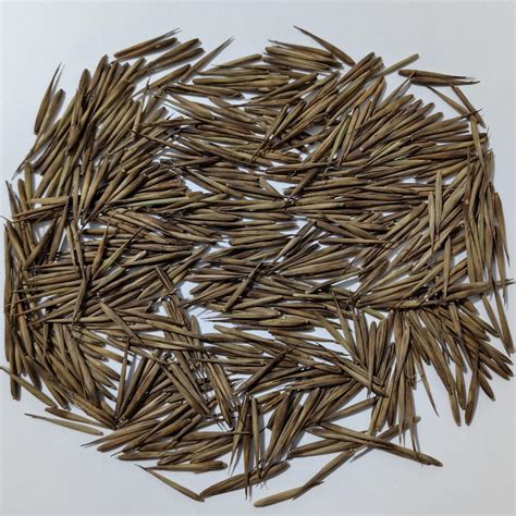 Bamboo Seeds