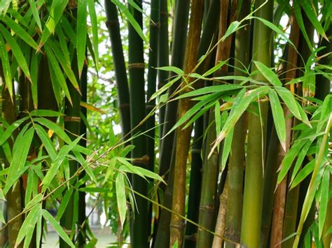 Bamboo Tree Care