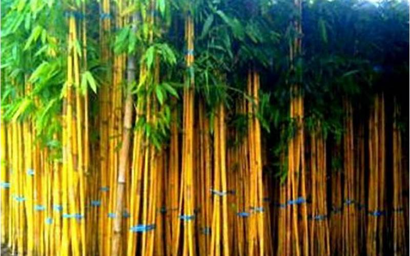 Bambu Kuning Hias: Tanaman Cantik Yang Dapat Mempercantik Rumah Anda