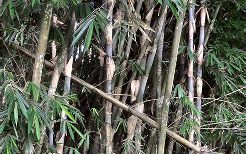 Bambu Tali