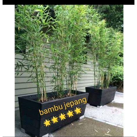 Bambu Jepang Gula Darah