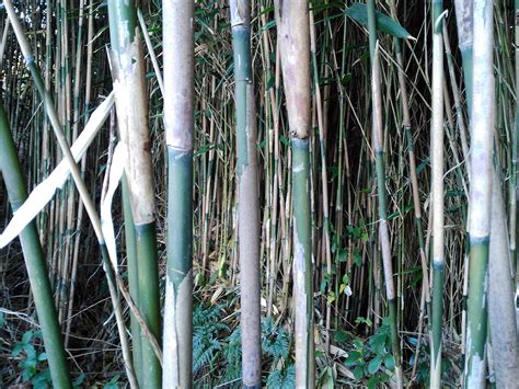 Bambu Jepang Peradangan