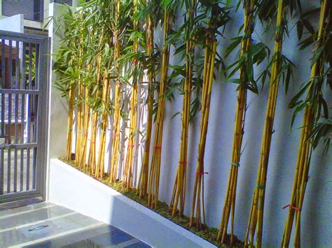 Bambu Kuning dekorasi rumah