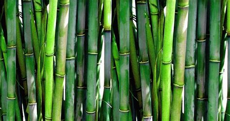 Bambu Sebagai Bahan Ramah Lingkungan
