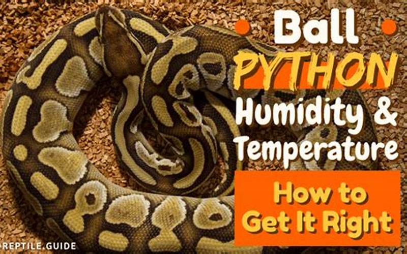 Banana Enchi Ball Python Temperature And Humidity
