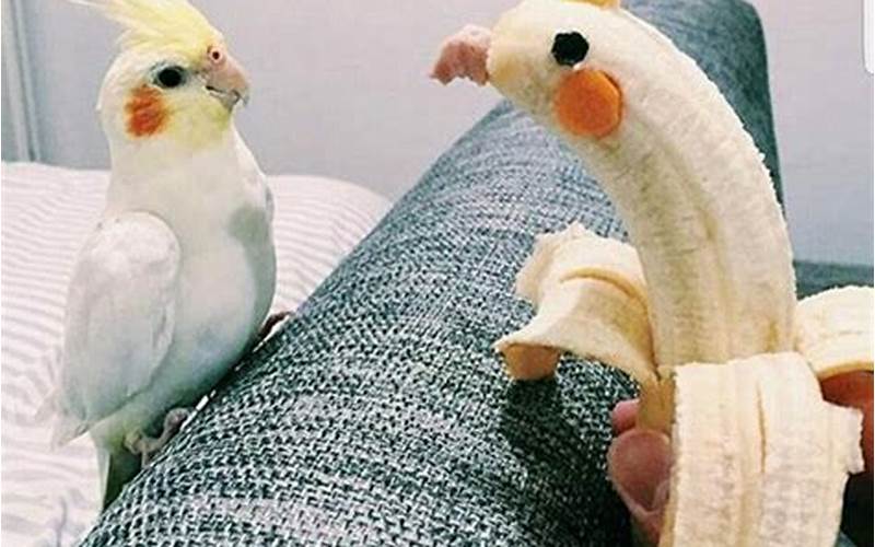 Banana For Cockatiel