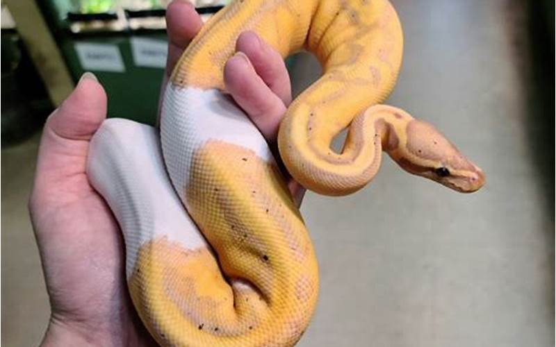 Banana Piebald Ball Python Habitat