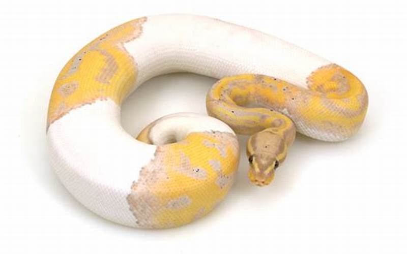 Banana Piebald Ball Python