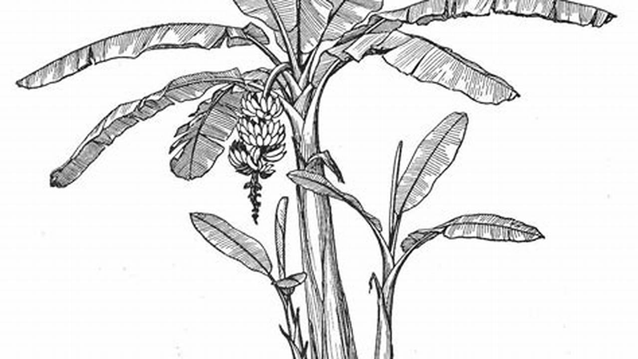 Banana Tree Pencil Drawing: A Step-by-Step Guide for Beginners