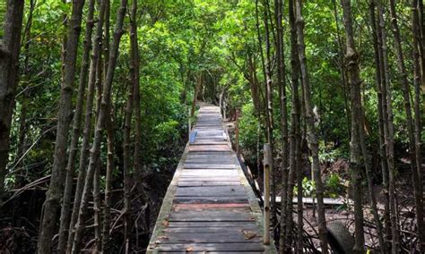 Bandar Bakau Dumai, Wisata Hutan Mangrove & Sarana Edukasi Favorit