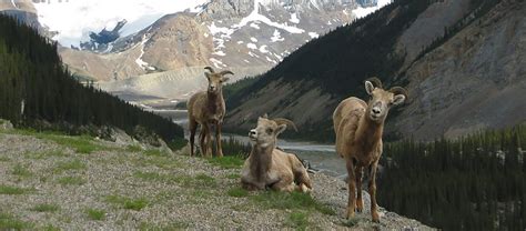 Banff wildlife