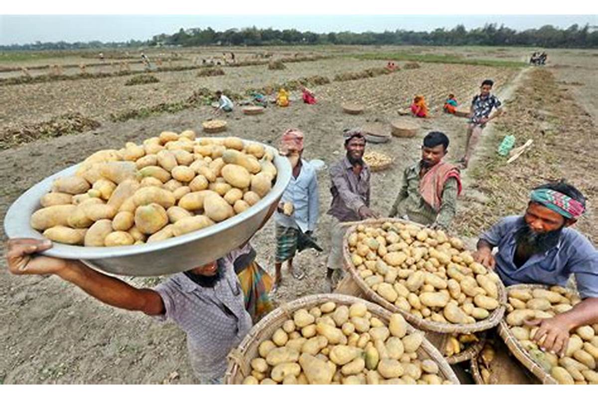 bangladesh potato consumption