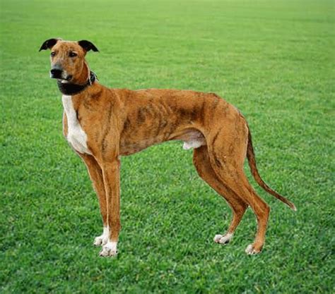 Banjara Greyhound Breed Information and Pictures on