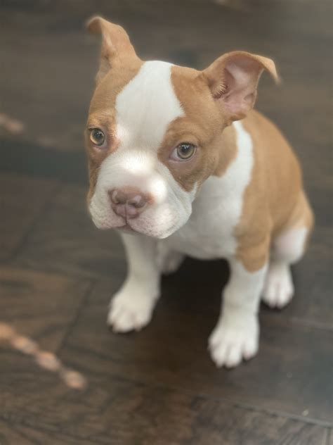 Bantam Bulldog Puppy: The Perfect Companion For Your Family In 2023