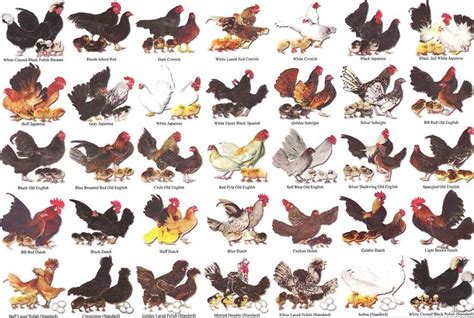 Bantam Chicken Breeds Chart: A Guide To Raising And Caring For Small Chicken Breeds