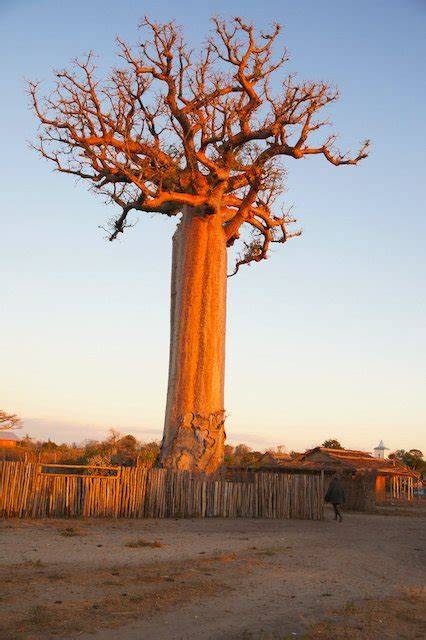 Baobab Tree