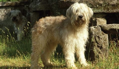 cão Barbado da Terceira Dog breeds, Cattle dog, Dogs