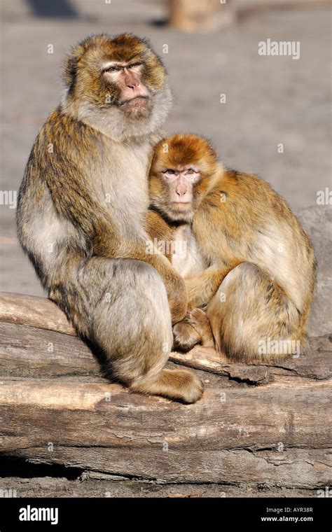 Barbary Macaques Morocco