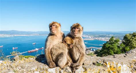 Barbary macaques Gibraltar