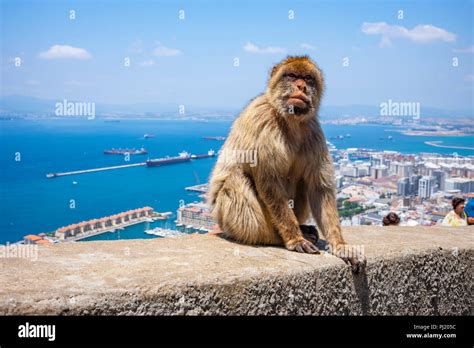 Barbary macaques gibraltar