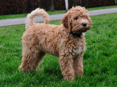 Barbet Dog Breeders, Puppies and Breed Information Dogs Australia