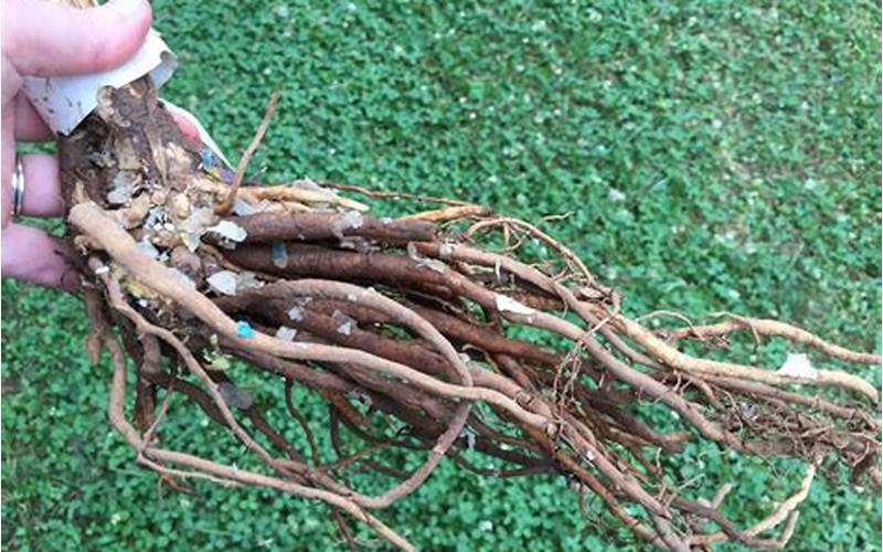 Bare Root Planting