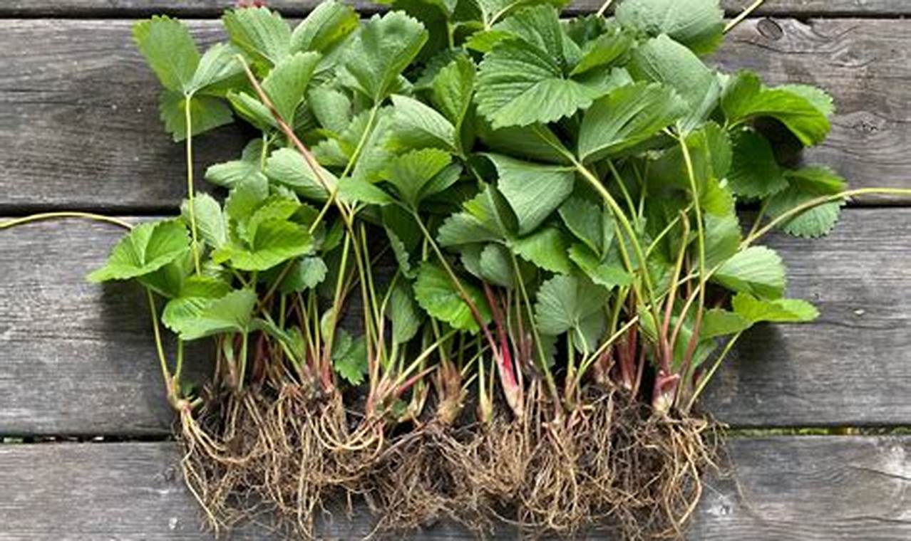 Bare Root Strawberry Plants