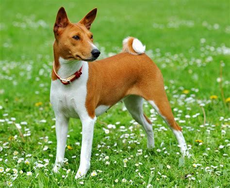 Basenji, the Barkless Dog