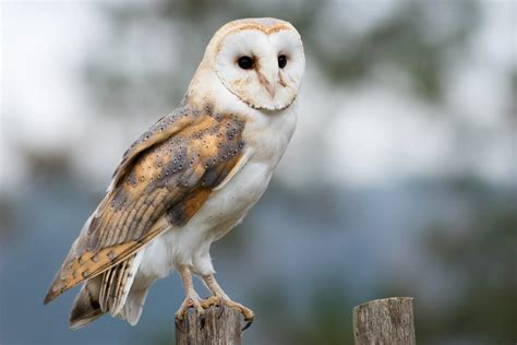 Barn Owls