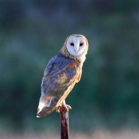 Hawaiʻi Birding Trails | barn owl