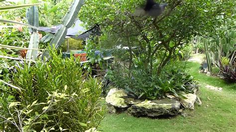 Barney's Hummingbird Garden