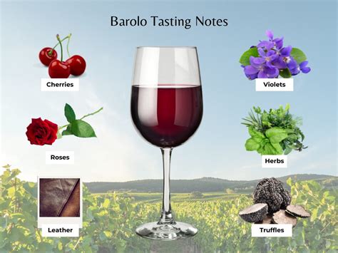 Barolo wine tasting notes